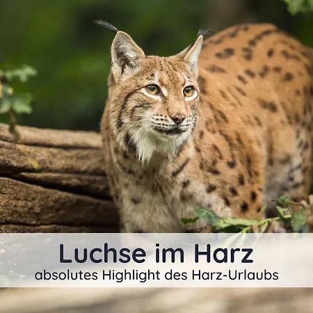 Apartment Der Fuchsbau - Fewo Lepetit - Im Sonnigen Harz - Hunde Willkommen - 100M Bis Zum Wald - Free Wlan *