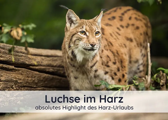 公寓 Der Fuchsbau - Lepetit - Im Sonnigen Harz - 3 Hunde Willkommen - 100m Bis Zum Wald - Free Wlan *